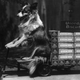 Illustration for article titled Vintage Photos Reveal Century-Long Obession with Dressing Up Pets